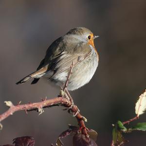 European Robin