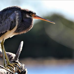 Tricoloured Heron