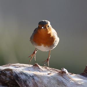 European Robin