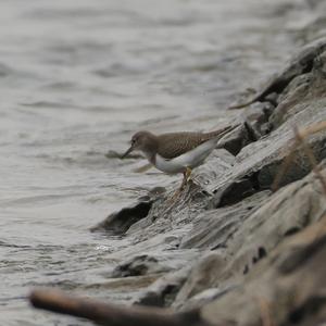 Common Sandpiper