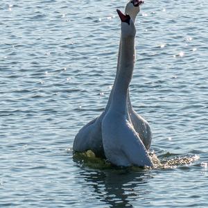 Höckerschwan