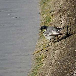 White Wagtail