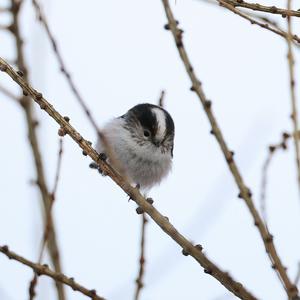 Long-tailed Tit