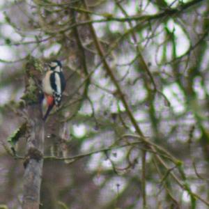 Great Spotted Woodpecker