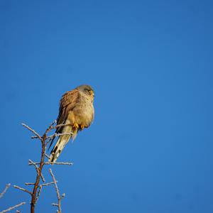 Common Kestrel