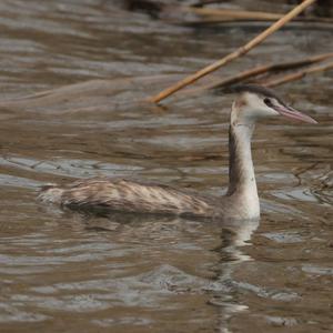 Great Crested Grebe