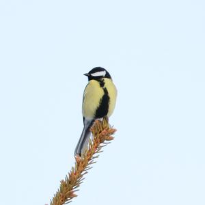 Great Tit