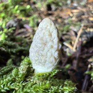 Black Morel