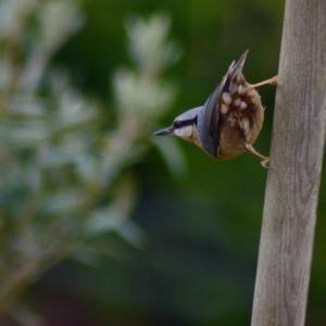 Wood Nuthatch