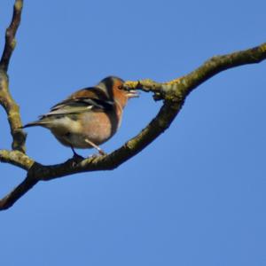 Eurasian Chaffinch