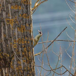 Eurasian Green Woodpecker