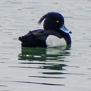 Tufted Duck