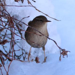 Winter Wren