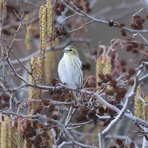 Eurasian Siskin