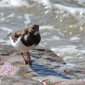 Ruddy Turnstone