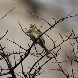 Cirl Bunting