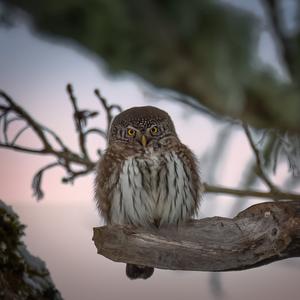 Eurasian Pygmy-owl