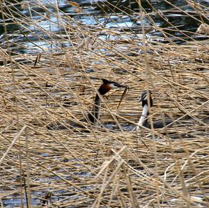 Great Crested Grebe