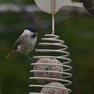 Marsh Tit