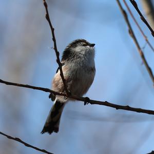 Long-tailed Tit