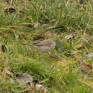 Water Pipit