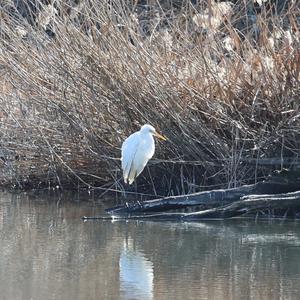 Great Egret