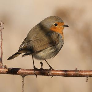 European Robin