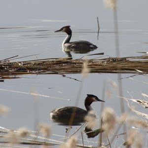 Great Crested Grebe