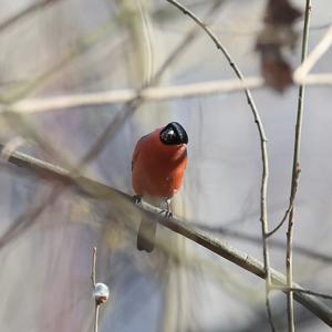 Eurasian Bullfinch