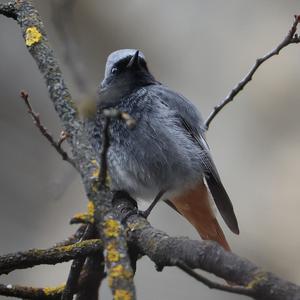 Black Redstart