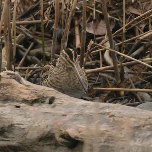 Common Snipe