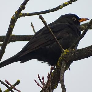 Eurasian Blackbird