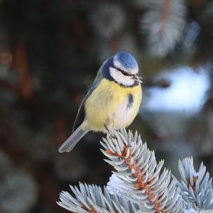 Blue Tit