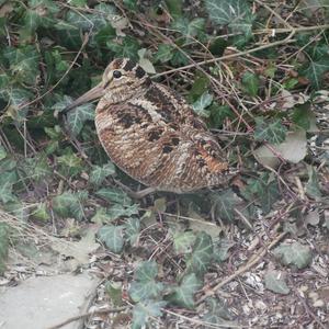 Eurasian Woodcock