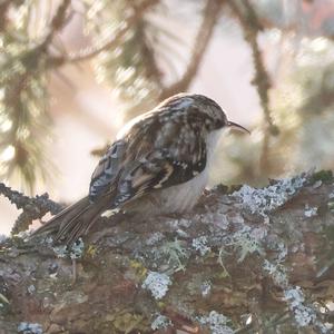 Eurasian Treecreeper