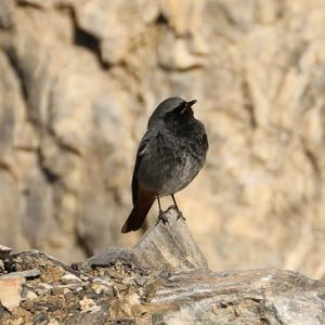 Black Redstart