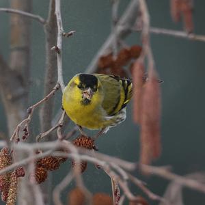 Eurasian Siskin