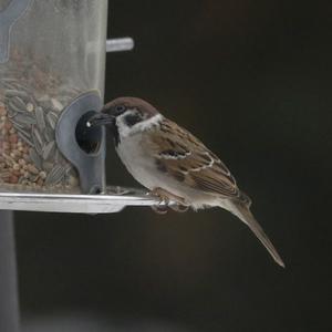 Eurasian Tree Sparrow