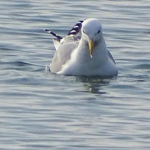 Herring Gull