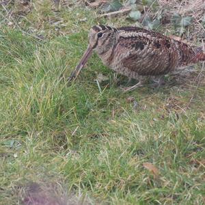 Eurasian Woodcock