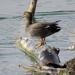 Gadwall