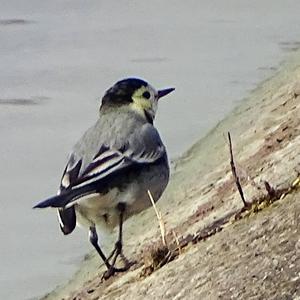 White Wagtail