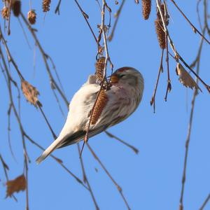 Common Redpoll