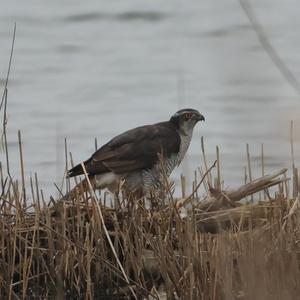 Northern Goshawk