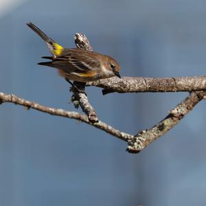 Yellow-rumped Warbler