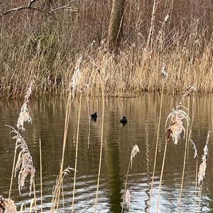 Common Coot