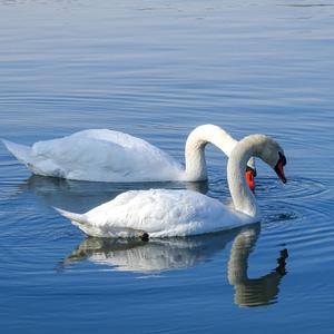 Mute Swan