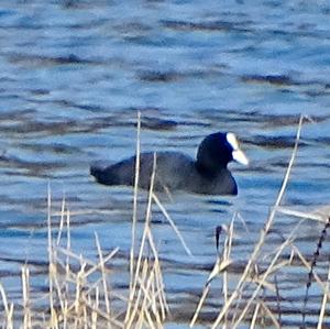 Common Coot