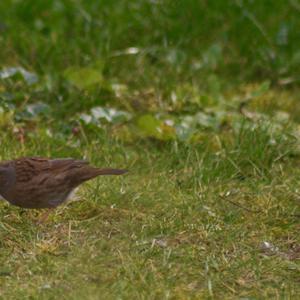 Hedge Accentor