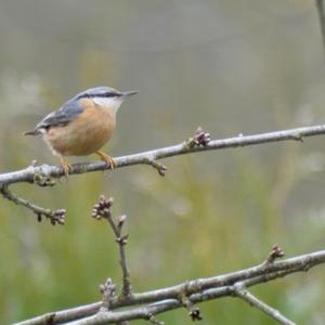 Wood Nuthatch